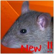 New posts