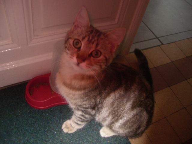 Mon doudou Réglisse. NOUVEAU SUJET CHEZ LES CHATS ADULTES - Page 6 R-glisse-171-25c5934
