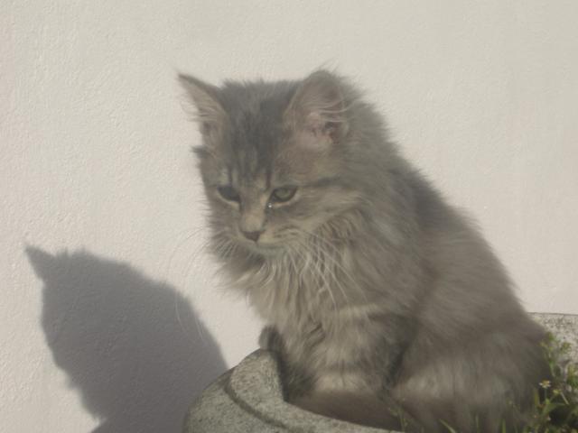 Mon doudou Réglisse. NOUVEAU SUJET CHEZ LES CHATS ADULTES - Page 2 Imgp0214-22b304e