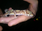 ma petite famille de gecko :) Sans-titre-7-265043c