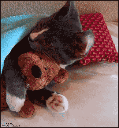 http://img51.xooimage.com/files/b/0/b/kitten_hugs_teddy-25d709e.gif