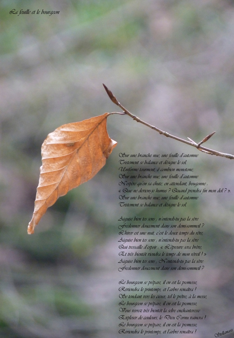 La feuille et le bourgeon / / Sur une branche nue, une feuille d’automne / Tristement se balance et désigne le sol. / Uniforme tourment, ô combien monotone, / Sur une branche nue, une feuille d’automne / N’espère qu’en sa chute, en attendant, bougonne : / « Que ne deviens-je humus ? Quand prendra fin mon dol ? ». / Sur une branche nue, une feuille d’automne / Tristement se balance et désigne le sol. / / Aiguise bien tes sens ; n’entends-tu pas la sève / Fredonner doucement dans son demi-sommeil ? / L’hiver est une nuit, c’est le doux temps du rêve, / Aiguise bien tes sens ; n’entends-tu pas la sève / Qui tressaille d’espoir : « L’épreuve sera brève, / Et très bientôt viendra le temps de mon réveil ! » / Aiguise bien tes sens ; N’entends-tu pas la sève / Fredonner doucement dans son demi-sommeil ? / / Le bourgeon se prépare, il en est la promesse, / Reviendra le printemps, et l’arbre renaîtra ! / Se tendant vers les cieux, tel le prêtre, à la messe, / Le bourgeon se prépare, il en est la promesse, / Vous verrez très bientôt la selve enchanteresse / Exploser de couleurs, le Dieu Cornu vaincra ! / Le bourgeon se prépare, il en est la promesse, / Reviendra le printemps, et l’arbre renaîtra ! / / Stellamaris 